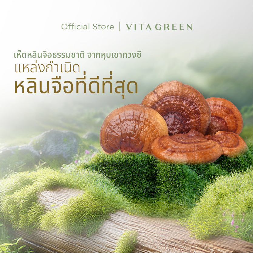 VITA LINGZHI PLUS DIETARY SUPPLEMENT PRODUCT (VITA GREEN BRAND) ไวต้าเห็ดหลินจือพลัส ผลิตภัณฑ์เสริมอาหาร(ตราไวต้ากรีน)